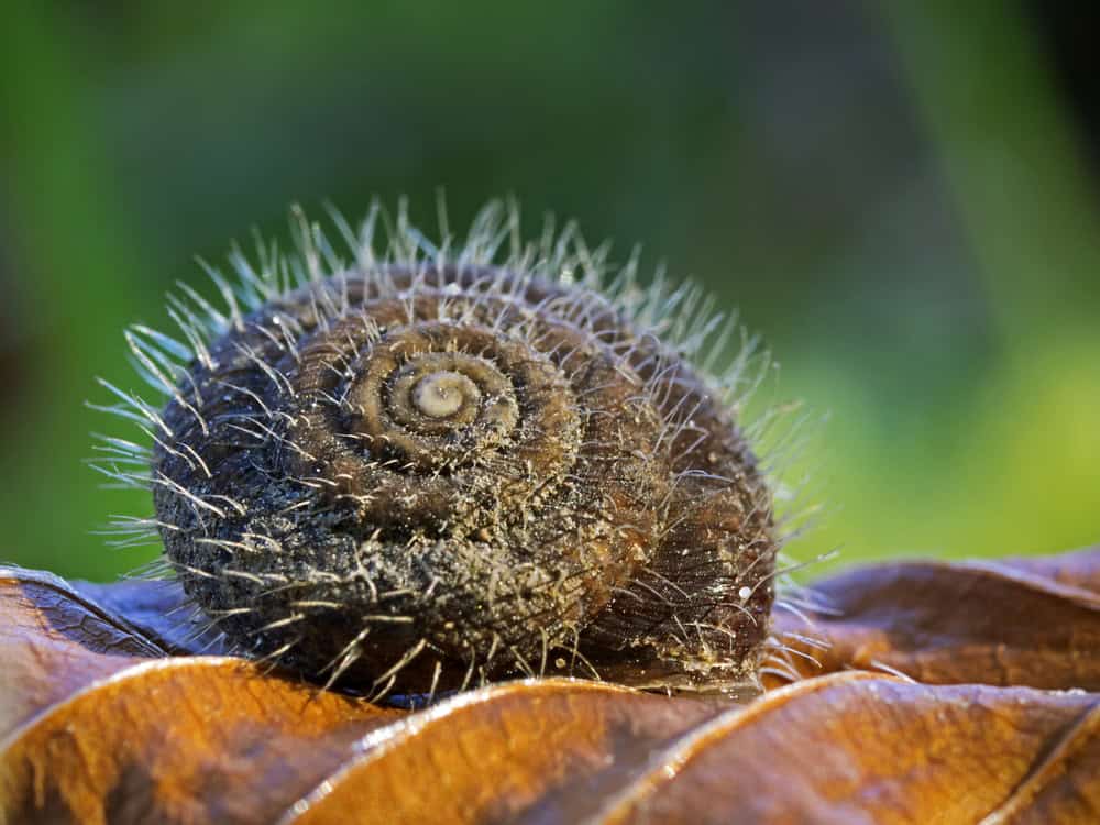 Hairy Snail (Trichia hispida)