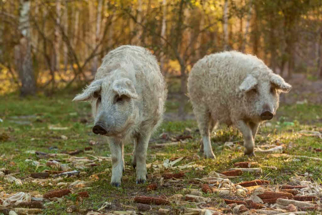 Mangalica a Hungarian breed of domestic pig in piggery