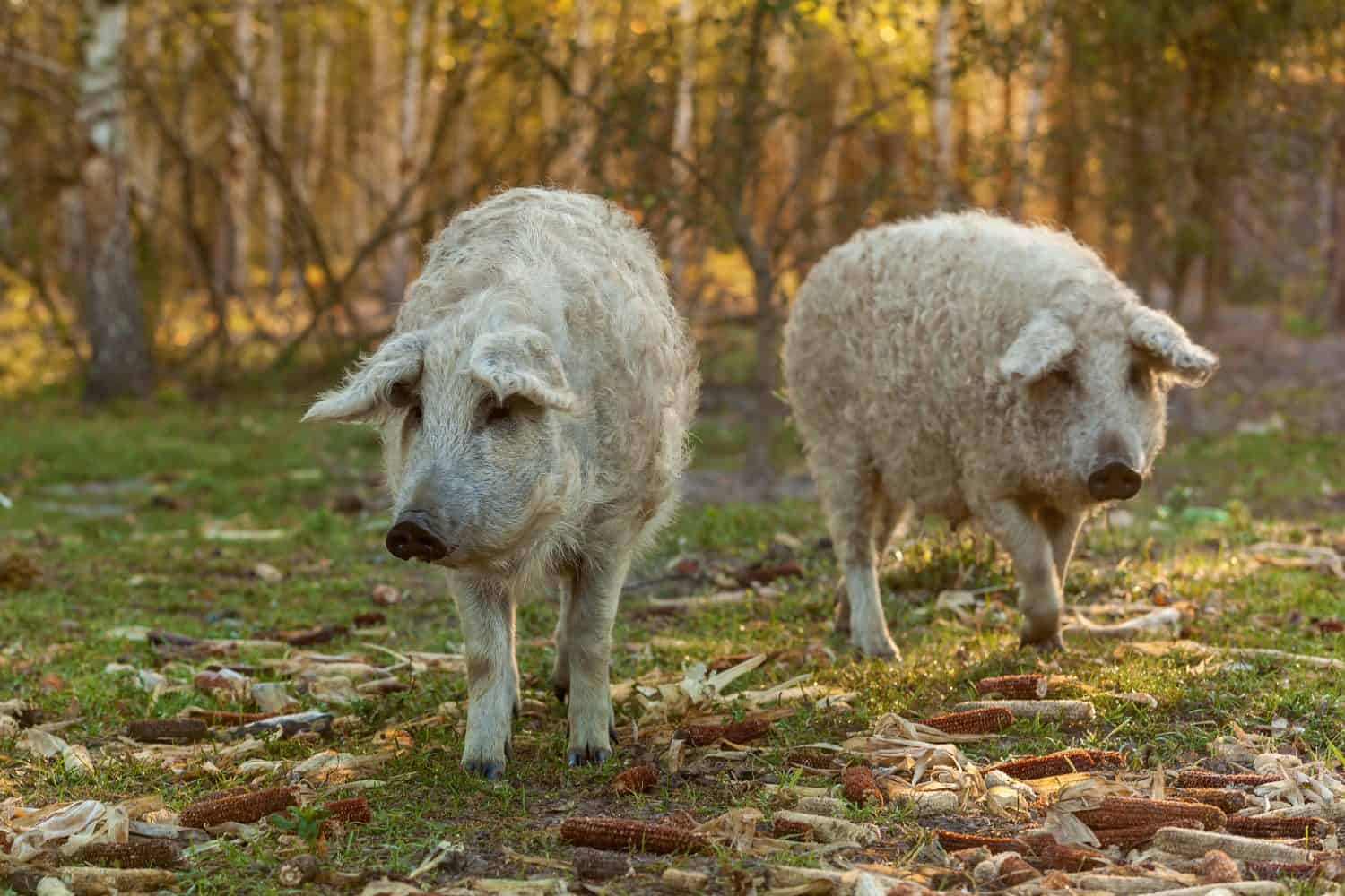 Mangalica a Hungarian breed of domestic pig in piggery