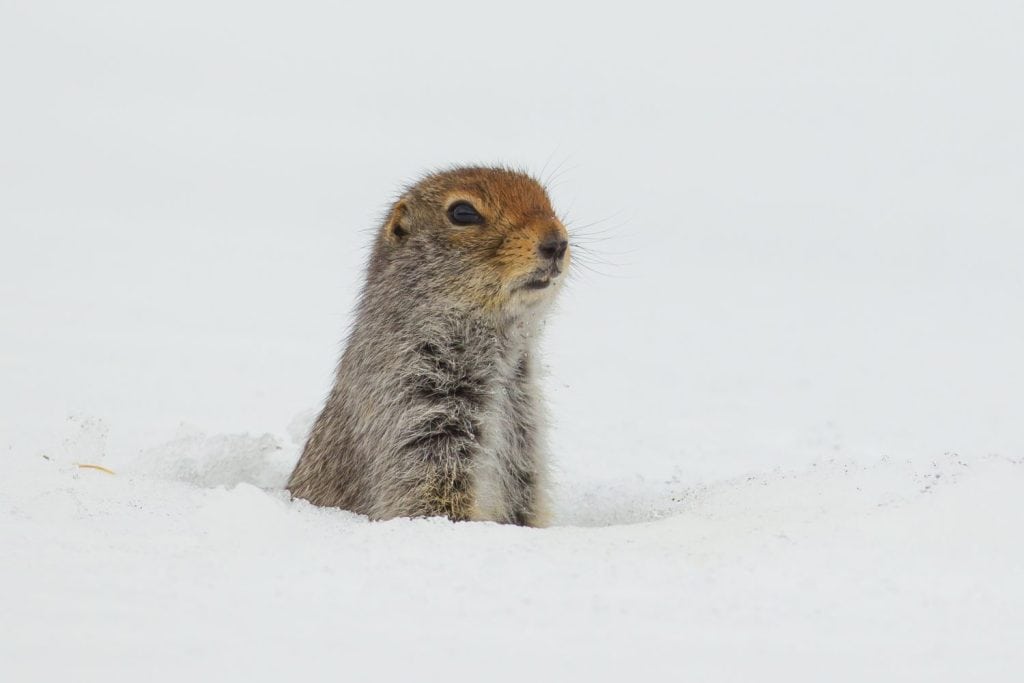 Arctic Ground-Squirrel Spermophilus parryii on spring snow near Carcross, Yukon, Canada