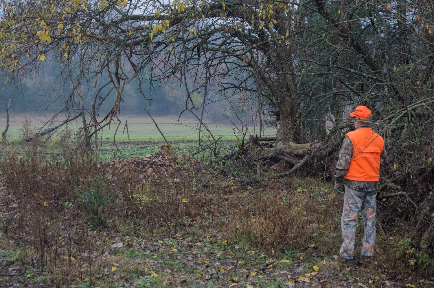 Wearing hunter orange, the hunter looks over an open wheat field during deer season.