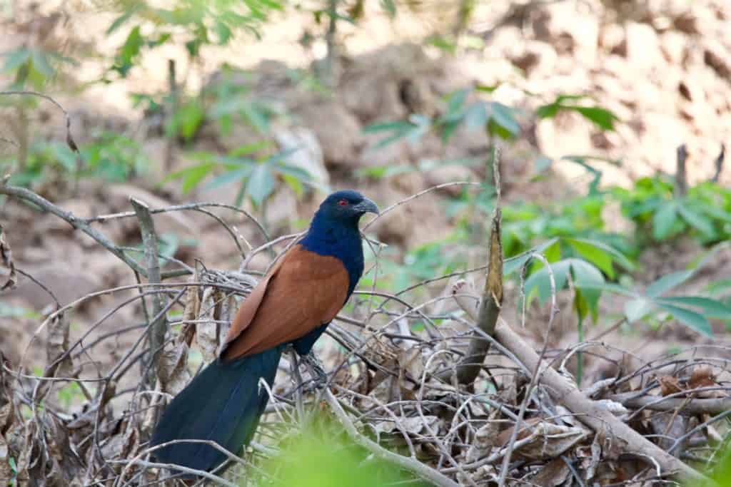 Greater coucal bird on branch tree