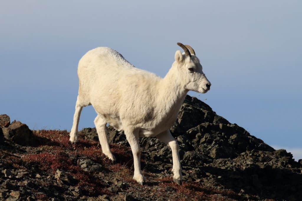 Dall's sheep ewe (Ovis dalli) Denali National Park, Alaska, USA