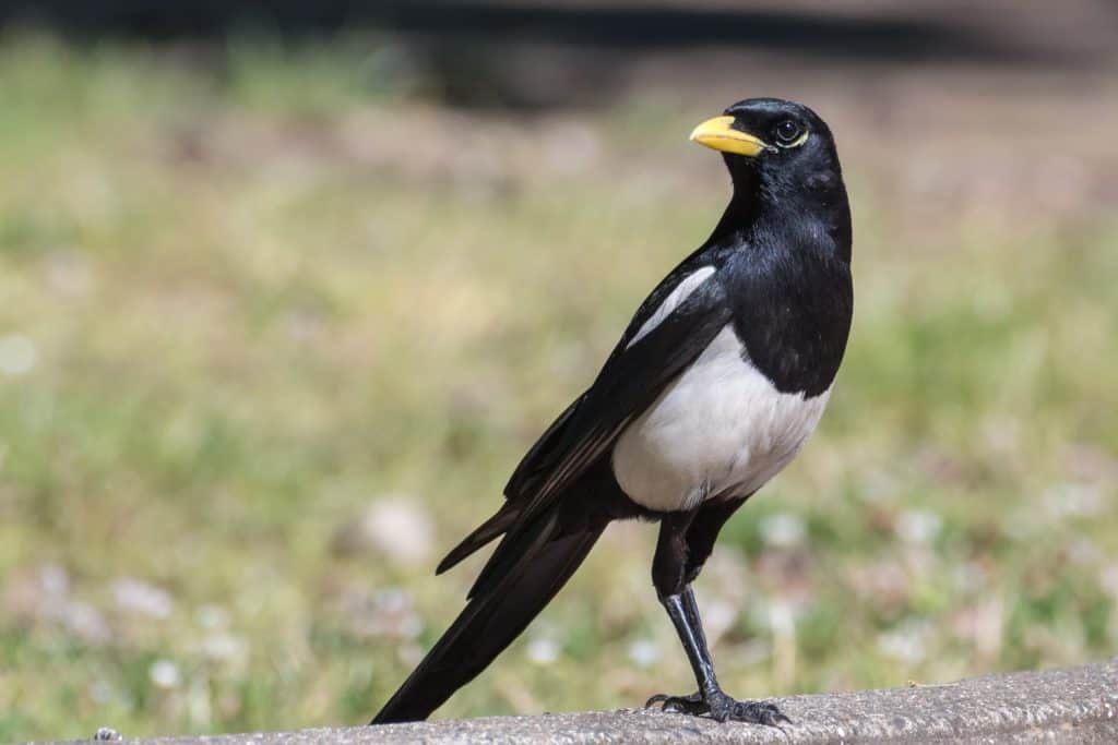 Yellow-billed Magpie standing on concrete with grassy background