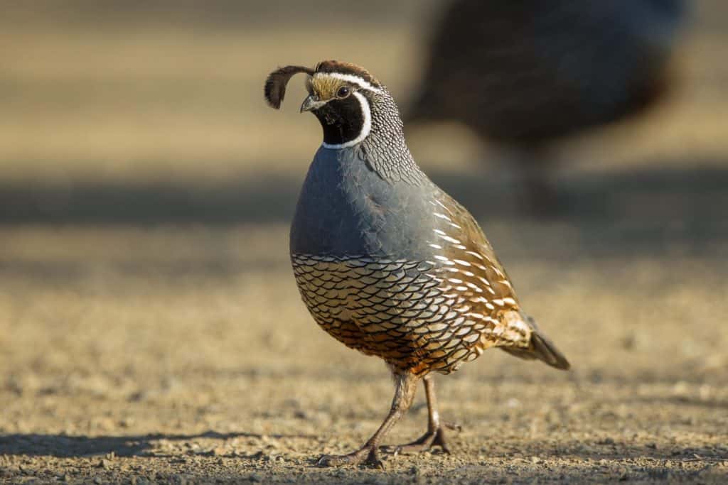 California Male Quail