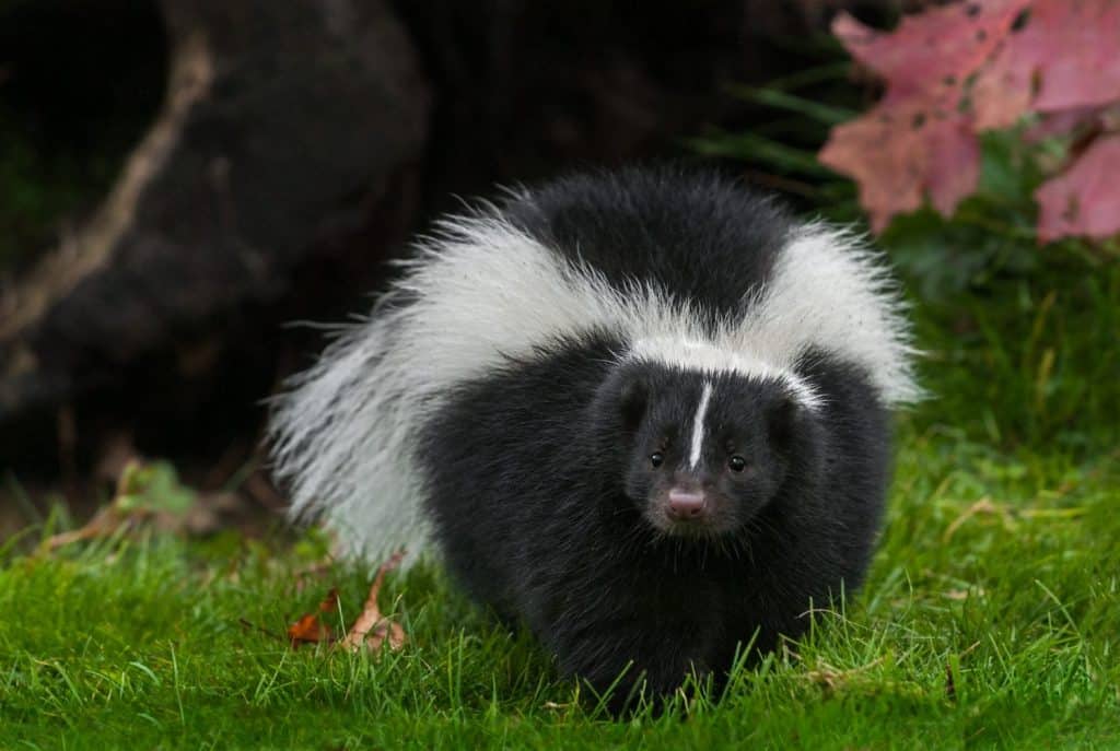 Striped Skunk (Mephitis mephitis) Walks Forward in Grass - captive animal