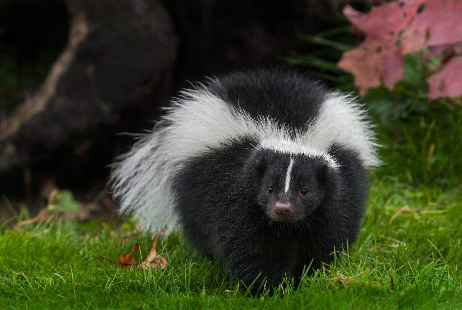 Striped Skunk (Mephitis mephitis) Walks Forward in Grass - captive animal