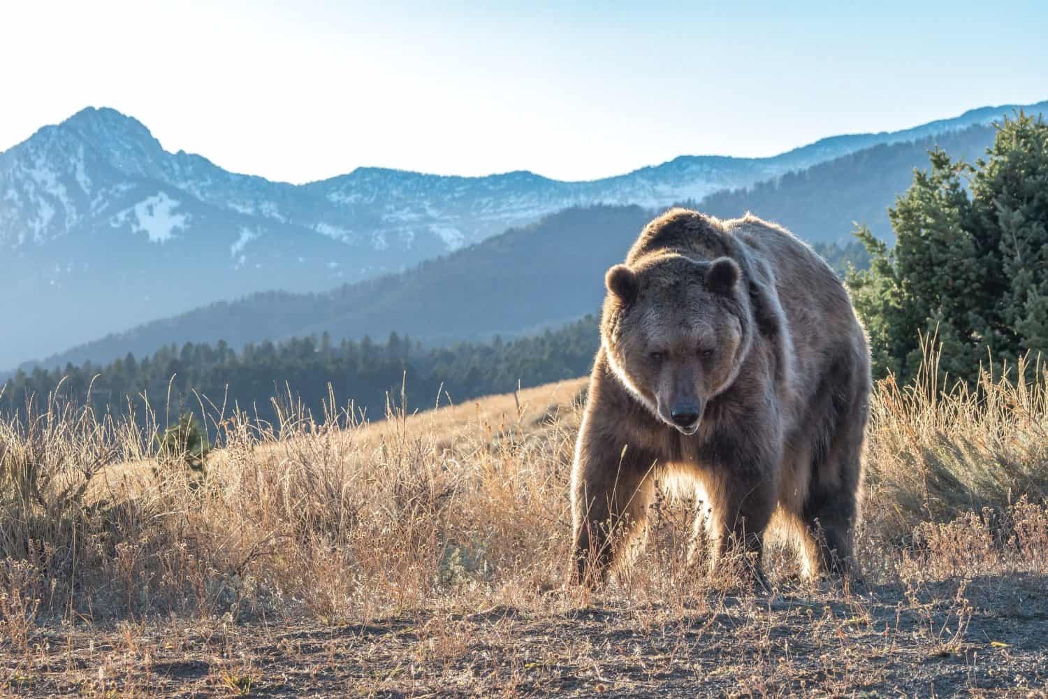 Brown bear in the mountains