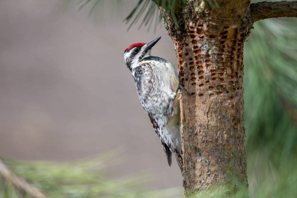 Yellow-bellied Sapsucker (Sphyrapicus varius) inspecting holes that it has drilled in a pine tree. The woodpeckers feed on the sap that accumulates in the holes. Close-up image with lots of detail.