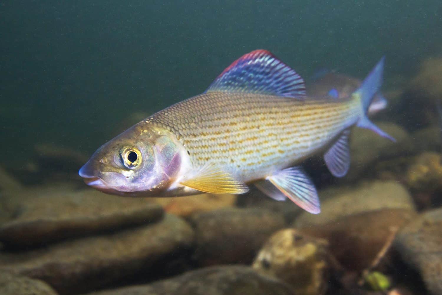 Grayling (Thymallus thymallus). Swimming freshwater fish Thymallus thymallus, underwater photography in the clear water. Live in the mountain creek. Beautiful river habitat.