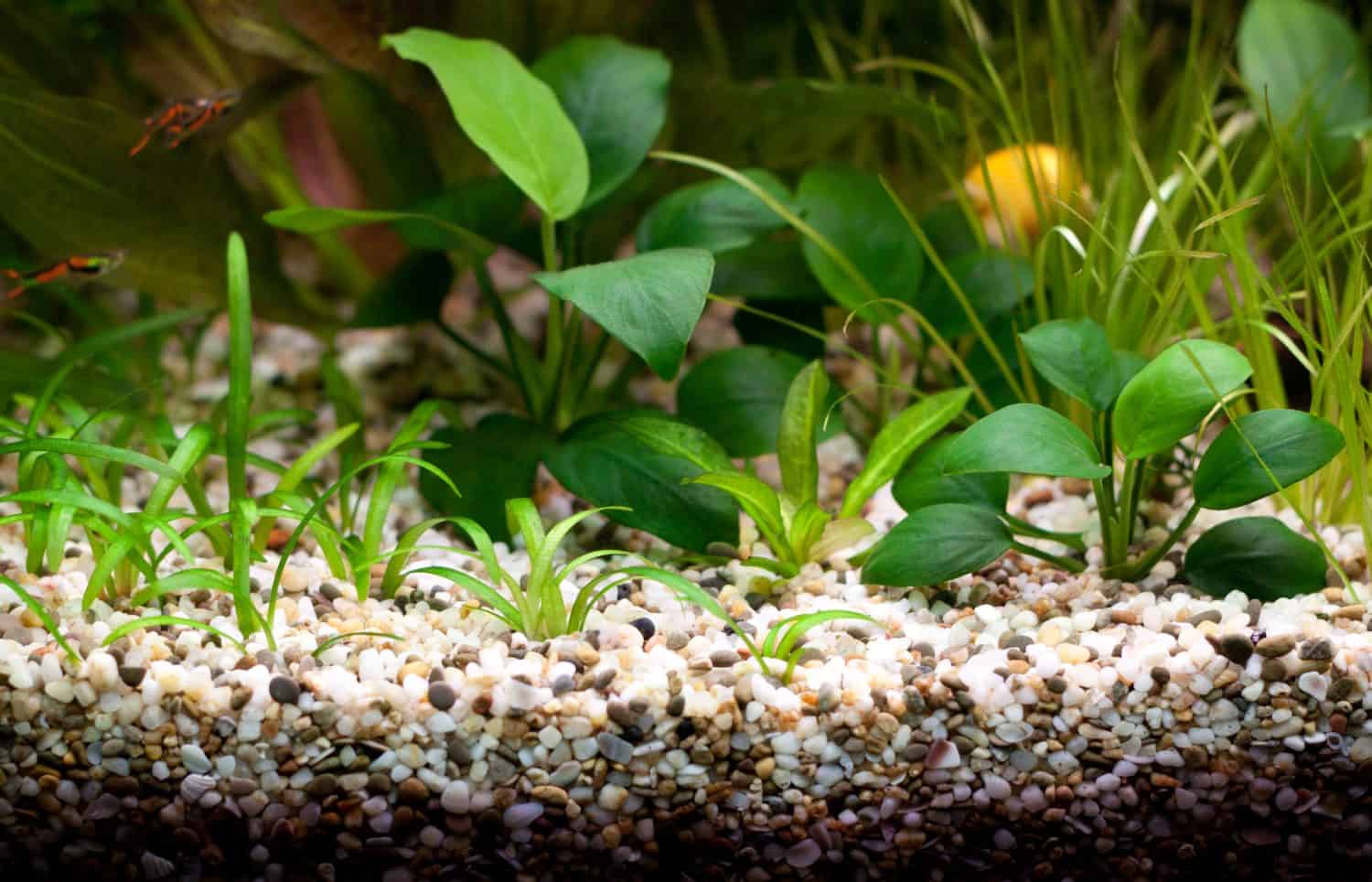 Empty aquarium with plants. No fishes.