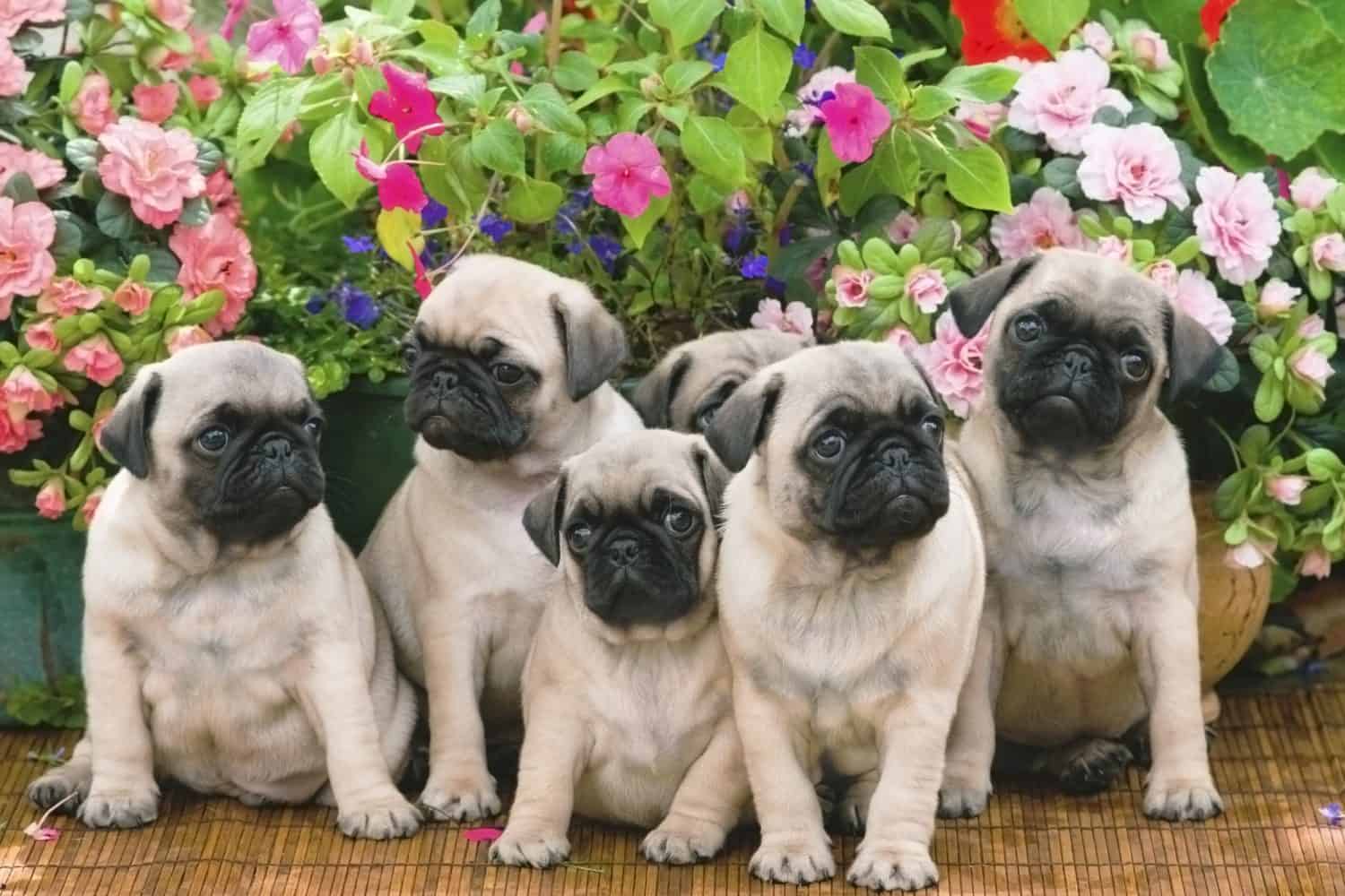 Pug Puppy Litter 8 Weeks Old
