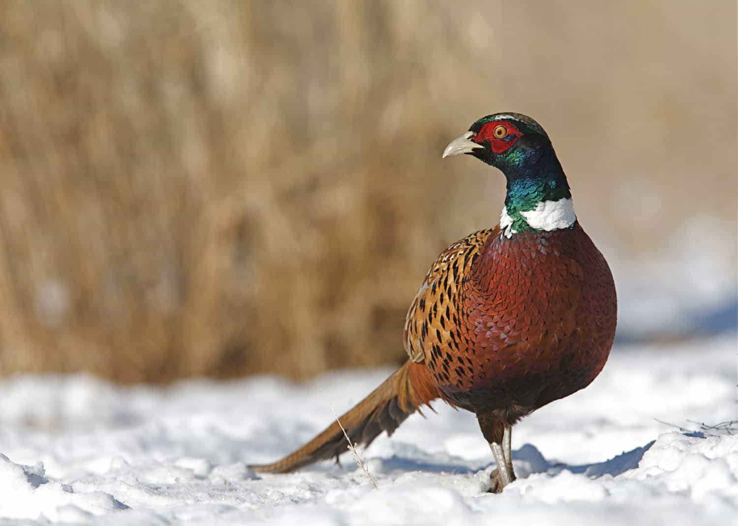 Ringneck Pheasant "Phasianus colchicus", Standing on Snow