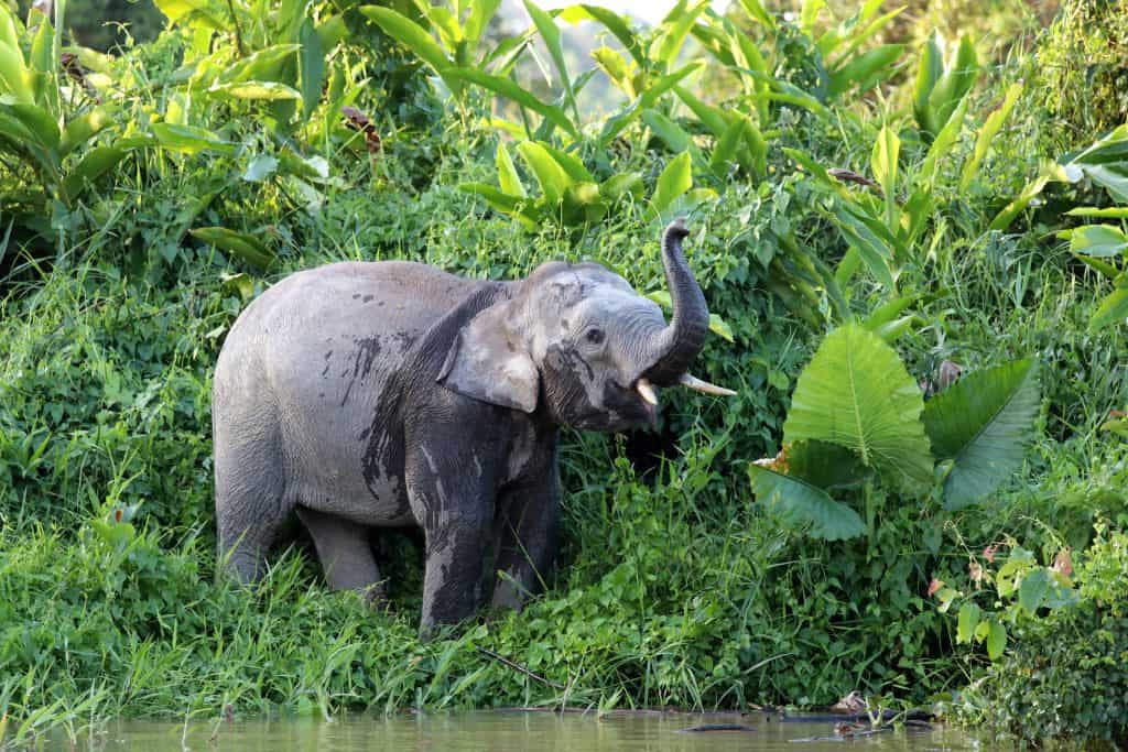 Borneo pygmy elephants (Elephas maximus borneensis) - Borneo Malaysia Asia
