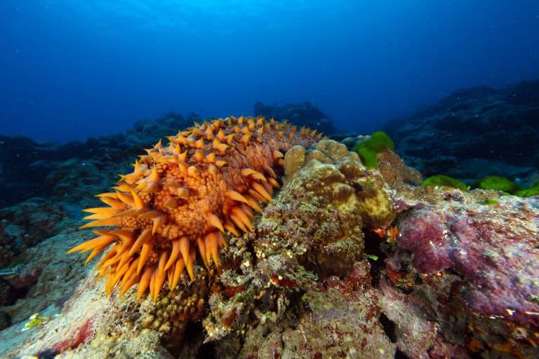 Sea cucumber in National Marine Sanctuary of American Samoa.