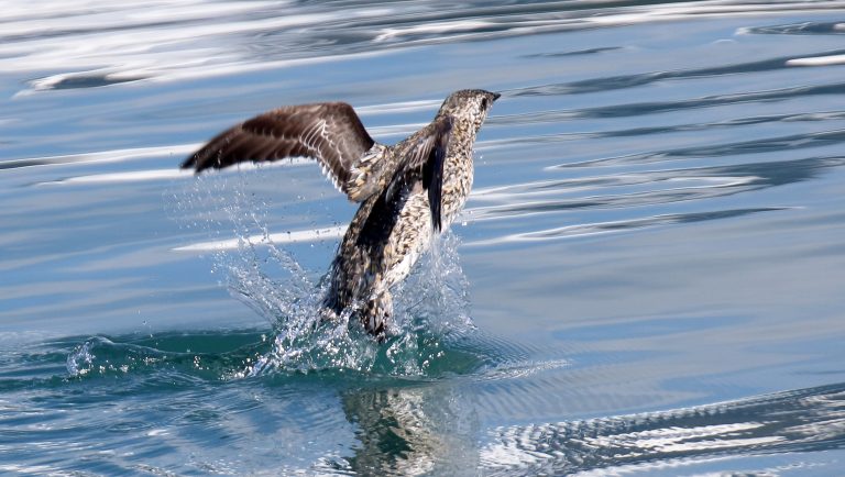 Kittlitz's murrelet (Brachyramphus brevirostris) swimming in the ocean off Alaska, United States.