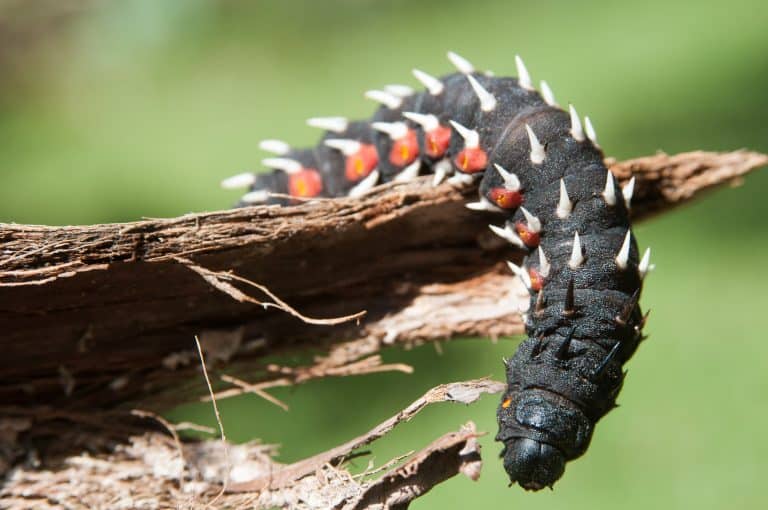 Emperor Moth Worm (Bunaea alcinoe)