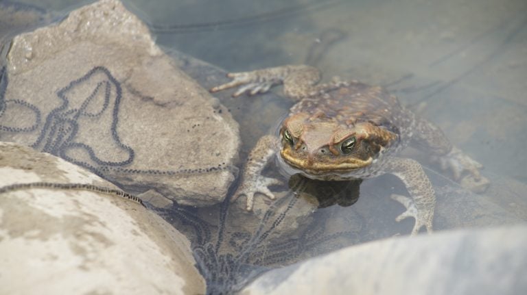 The cane toad (Rhinella marina), sometimes known as the "bufo", giant or marine toad at the time of spawning, with its eggs that can reach 30 thousand