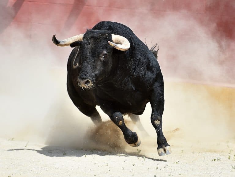 Black bull with big horns in spain