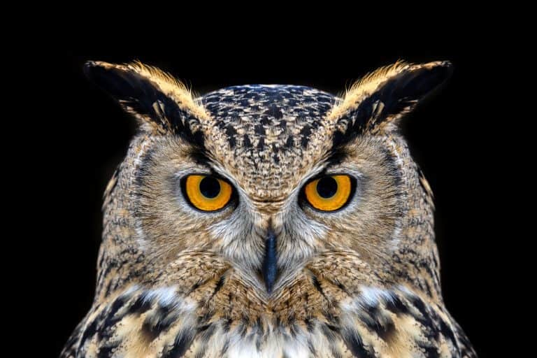 Owl looking big eyes out of the darkness close up