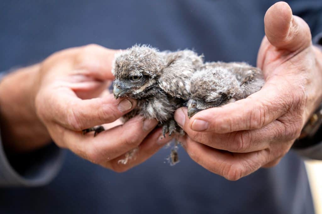 family little owl chicks baby