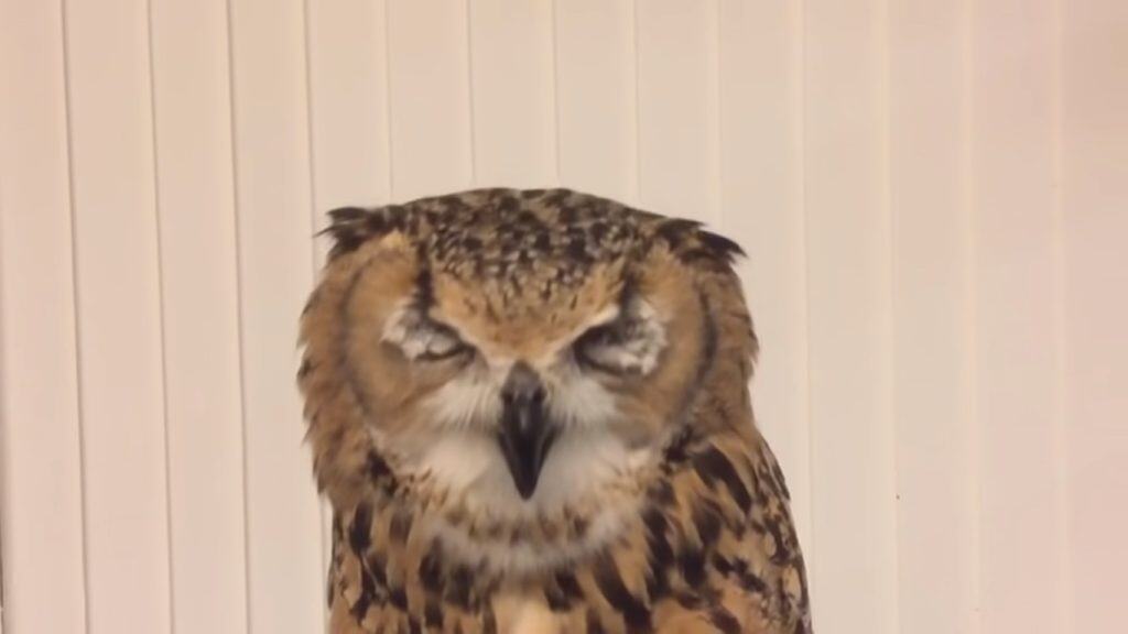 Garu the owl, about to sneeze