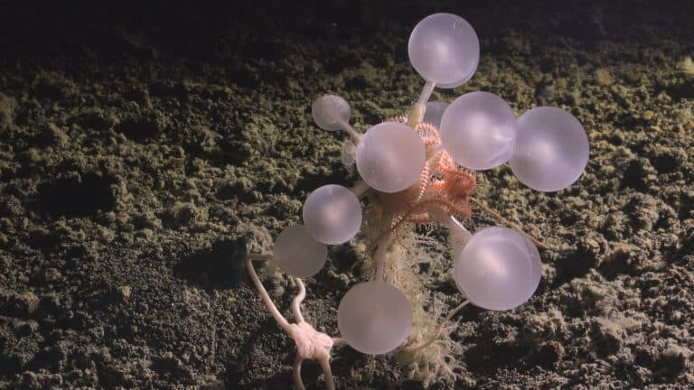 The Strawberry Squid: A Deep Ocean Dweller with a Unique Hunting ...