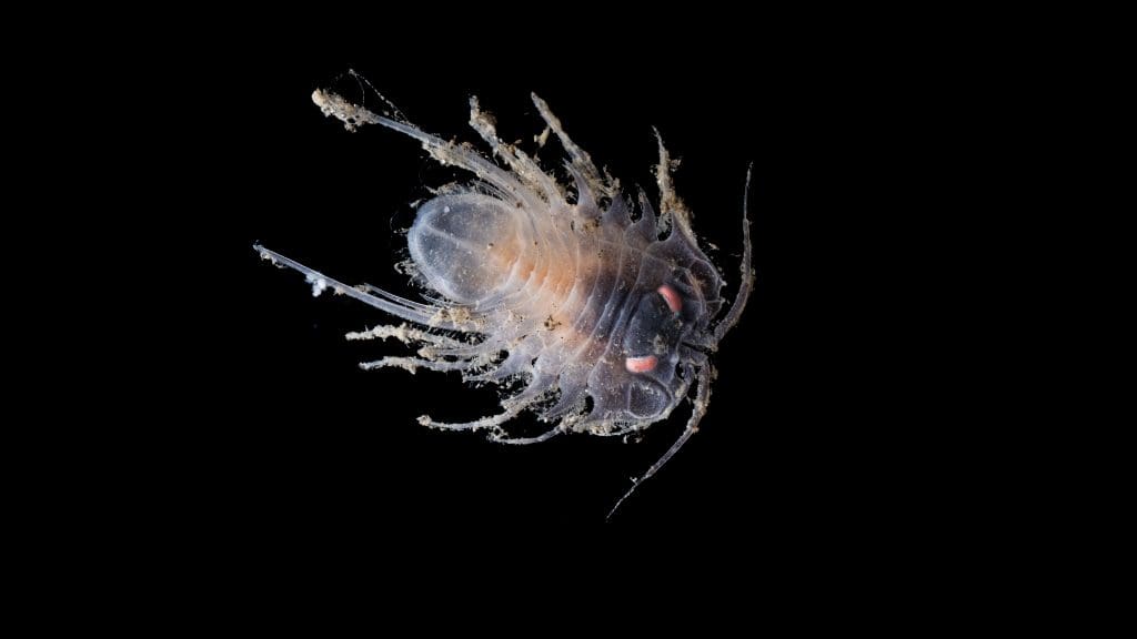 New isopod found by the ROV SuBastian at 3533 metres at the Ridge North dive site.