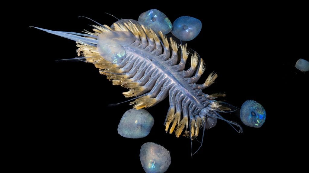 New iridescent scale worm found by the ROV SuBastian at 2859 metres at the South Trench dive site, northwest of Zavodovski Island.