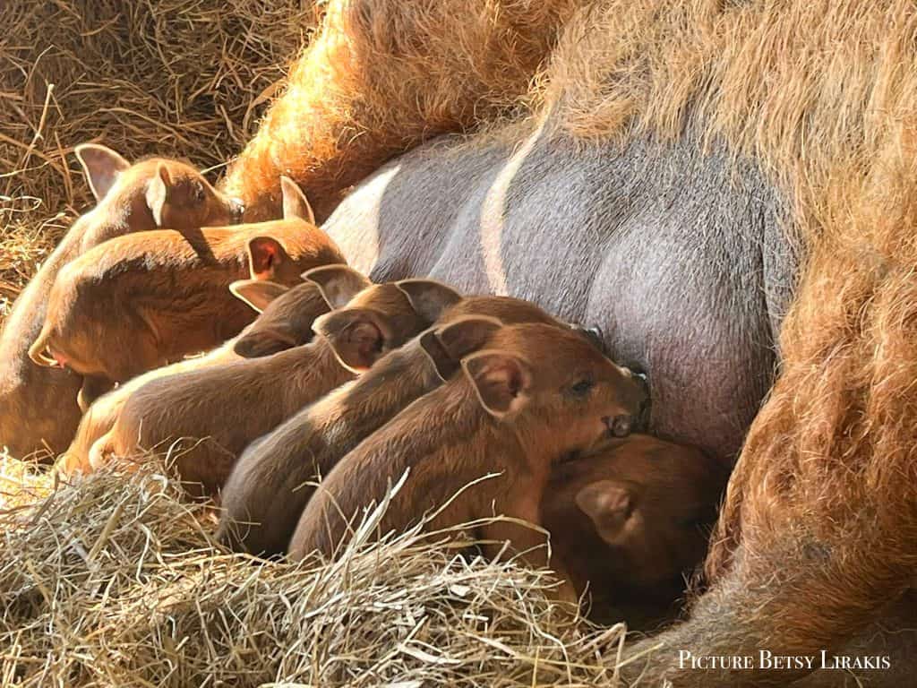 Mangalitsa piglets and sow