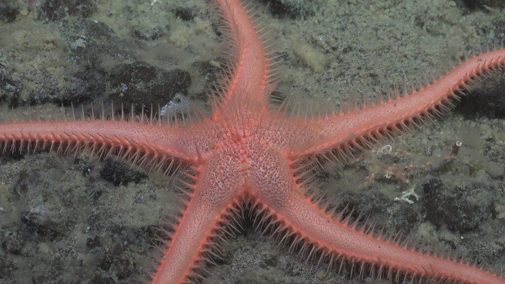 New Seastar found by the ROV SuBastian at 1107 metres at the Mystery Ridge dive site.