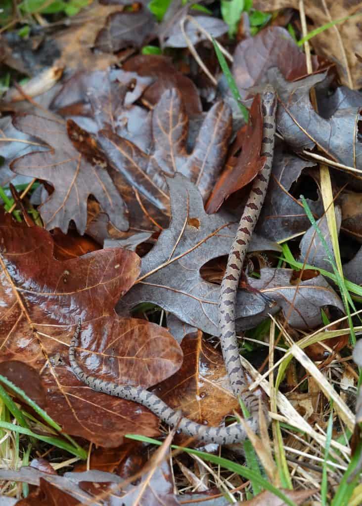 Lampropeltis rhombomaculata (Mole Kingsnake)