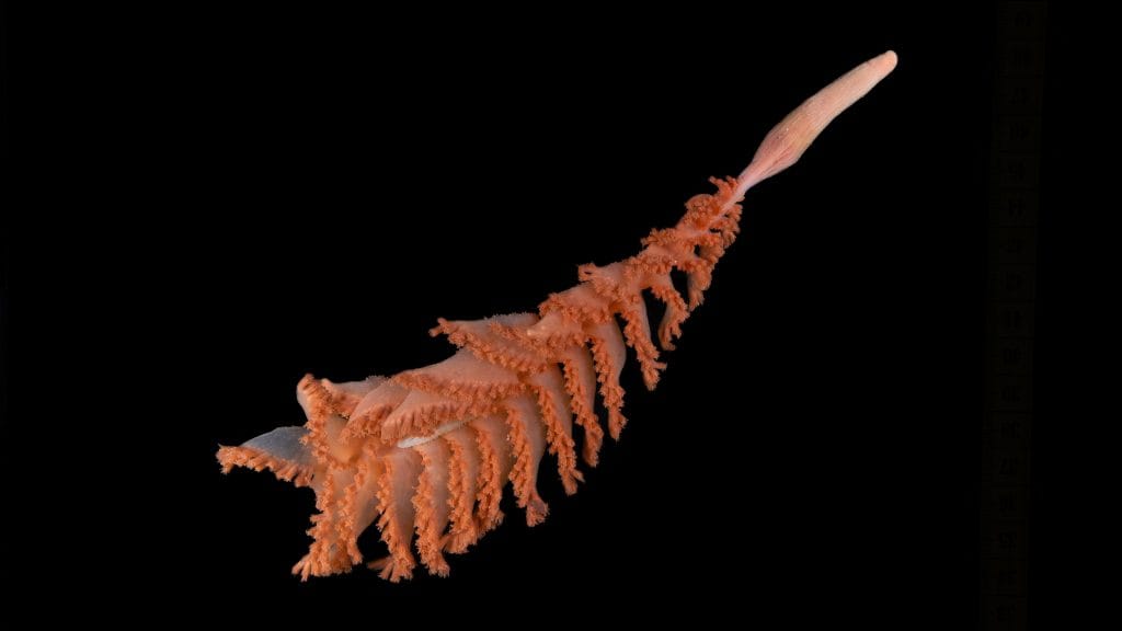 New Sea pen found by the ROV SuBastian at 805 metres at the Mystery Ridge dive site.
