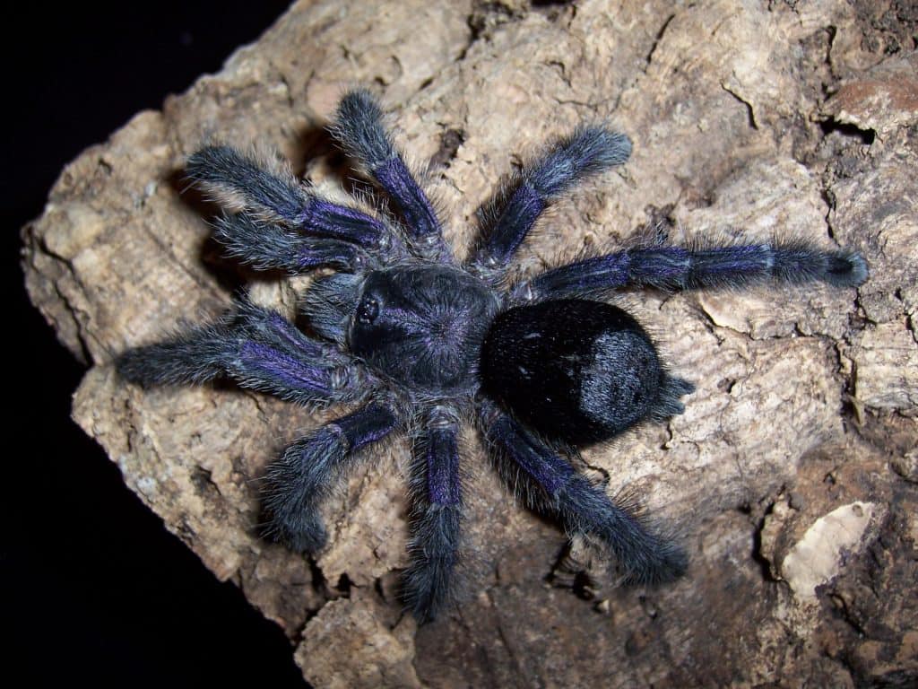 From the Andes to the Amazon, Colombia Is a Tarantula Diversity