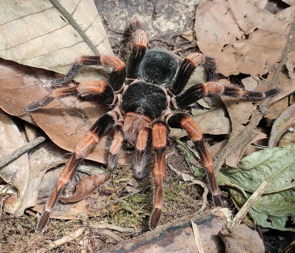 Abdomegaphobema mesomelas tarantula