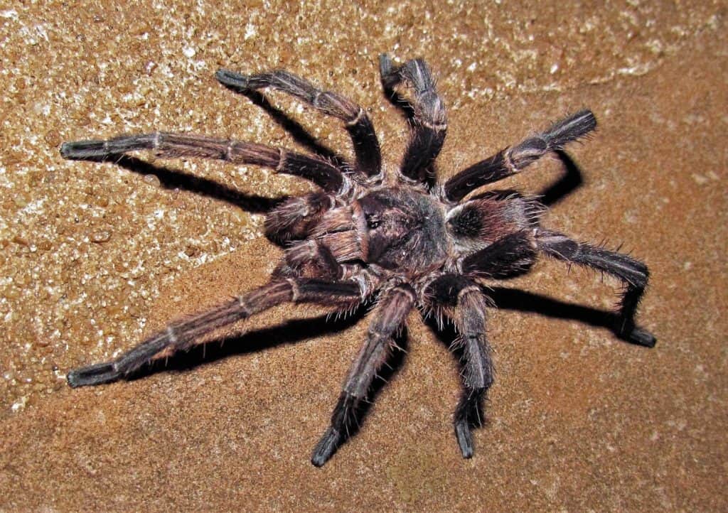 Acanthoscurria_cordubensis tarantula