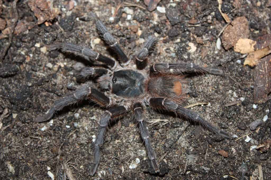 Acanthoscurria theraphosoides tarantula