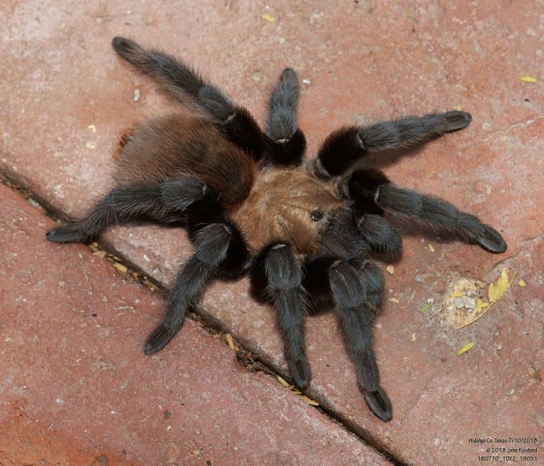 Texas Tan Tarantula (Aphonopelma anax)