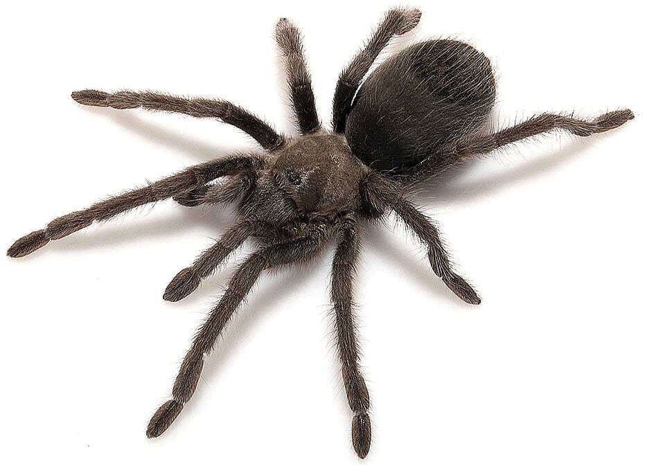 Aphonopelma atomicum tarantula