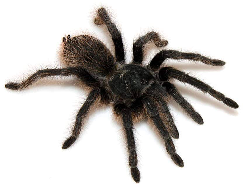 Aphonopelma catalina tarantula