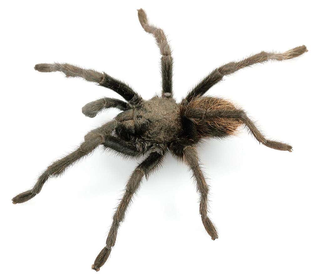 Aphonopelma chiricahua tarantula