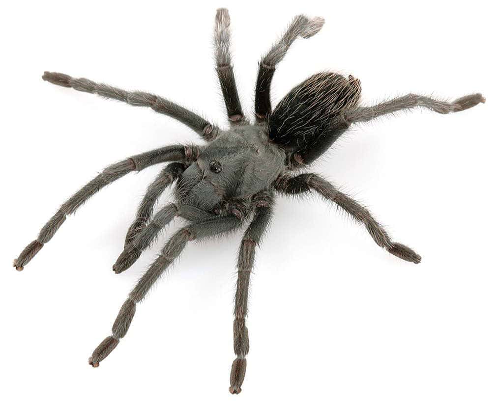 Aphonopelma icenoglei tarantula
