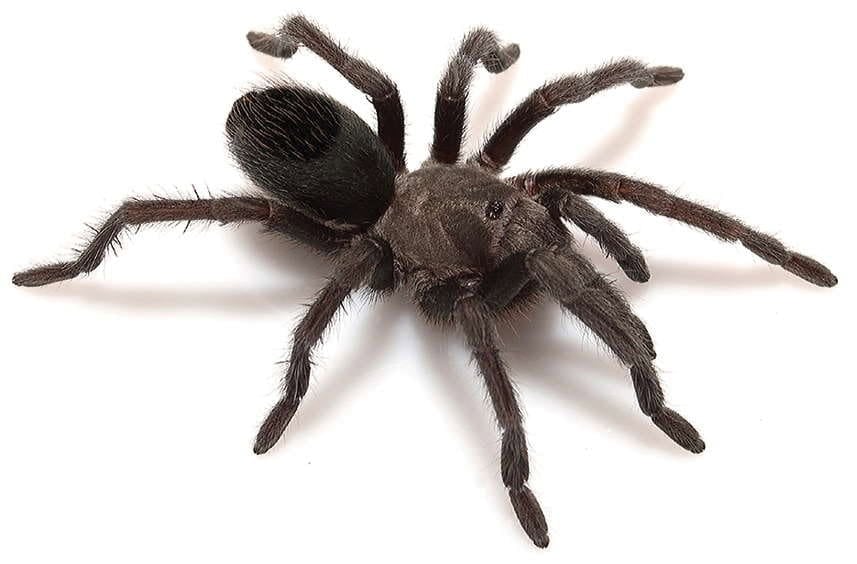 Aphonopelma joshua tarantula