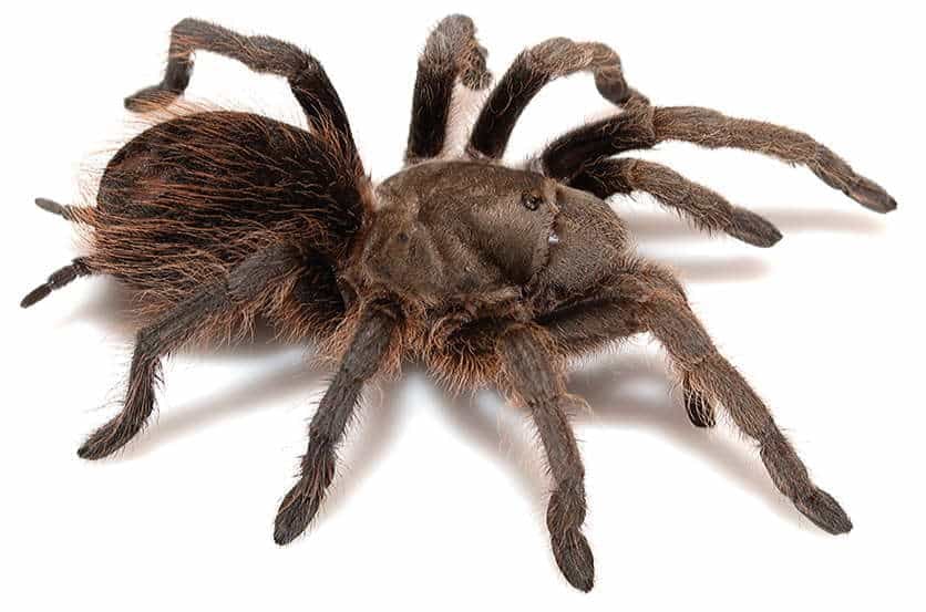 Aphonopelma madera tarantula