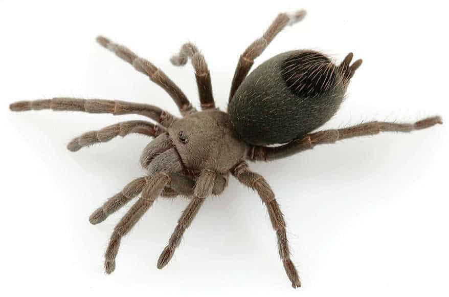 Aphonopelma paloma tarantula
