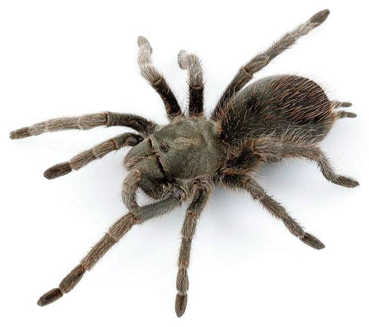 Aphonopelma parvum female