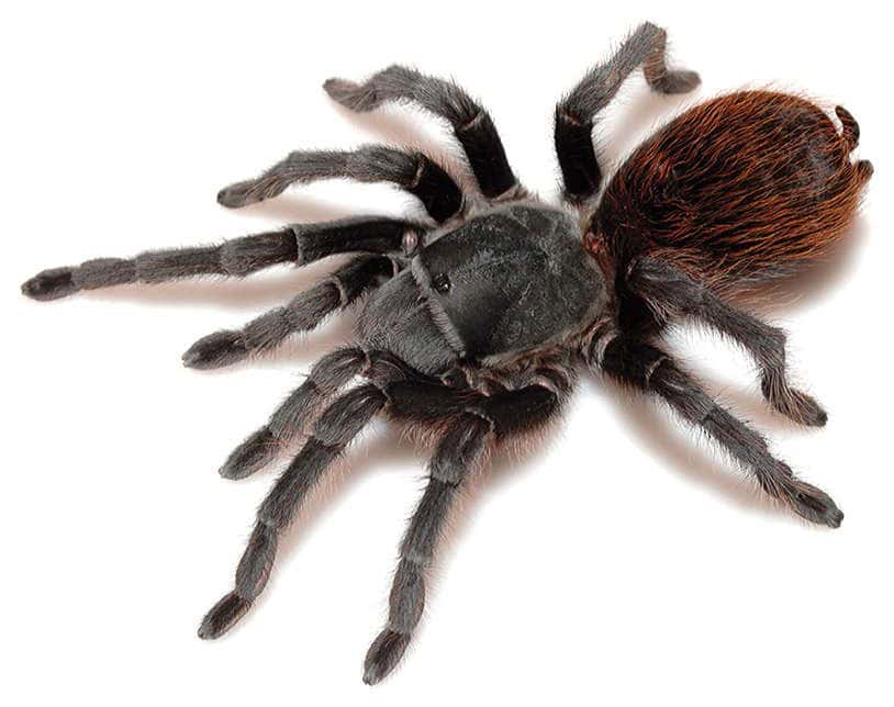 Aphonopelma peloncillo tarantula