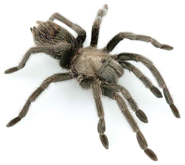 Aphonopelma prenticei tarantula