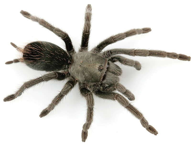 Aphonopelma saguaro tarantula
