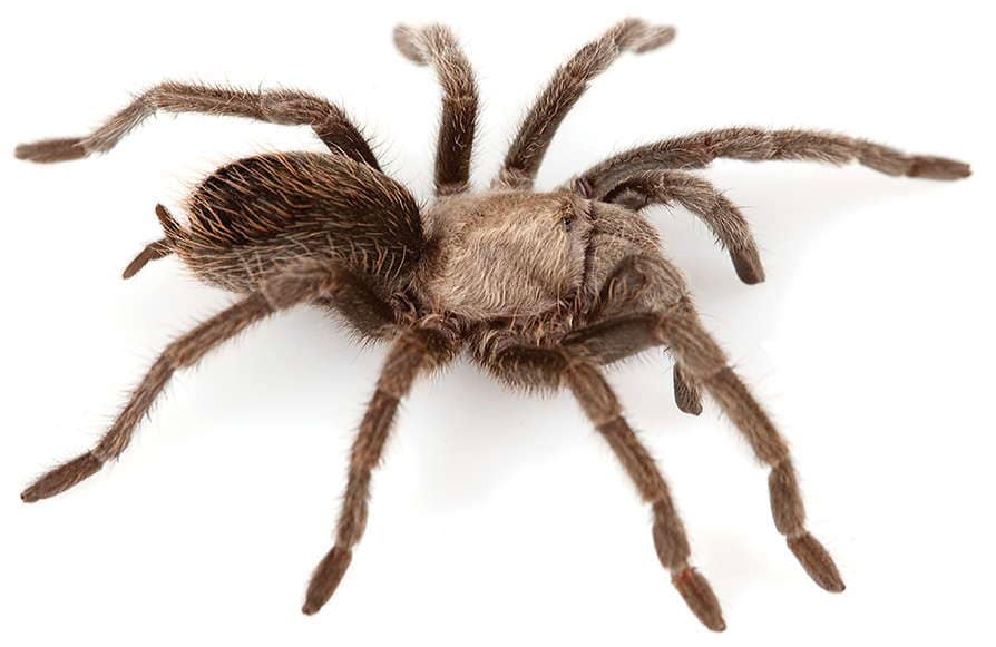 Aphonopelma superstitionense tarantula